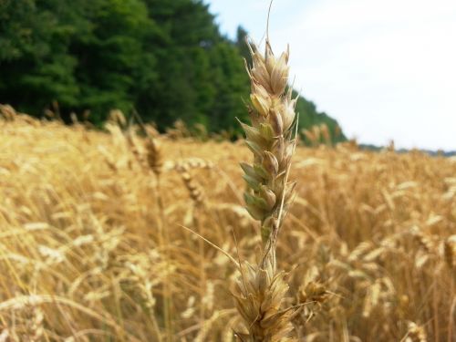 Wheat Grain Field