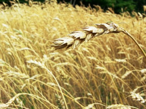 Wheat Grain Field