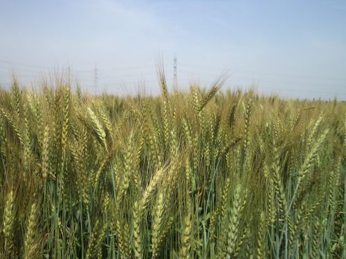 wheat plant wheat field wheat