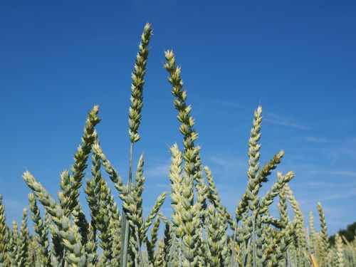 wheat spike wheat field wheat
