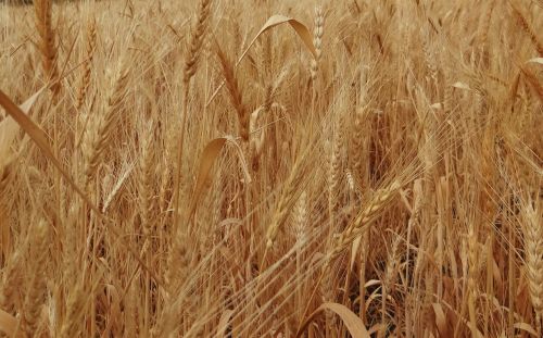 wheat spikes ripe grains