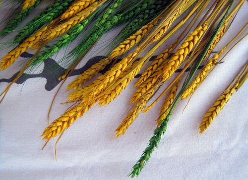 Wheat Stained Yellow And Green