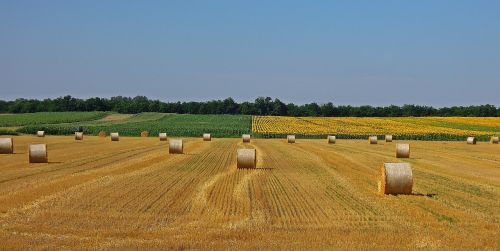 wheatfield straw bale agriculture