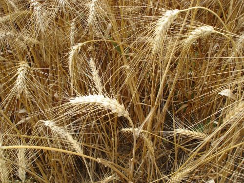 wheats summer nature