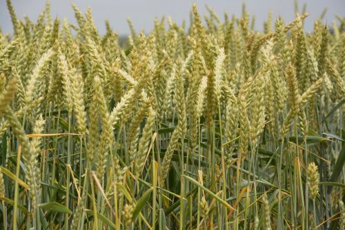 wheats culture harvest