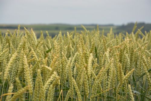 wheats agricultural cultures
