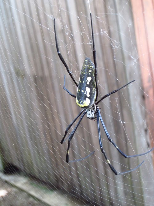 wheel spider  insect  cobweb