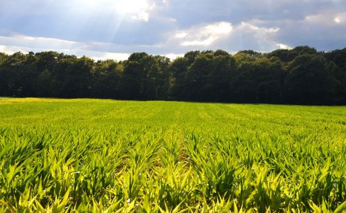 corn fields reported monoculture