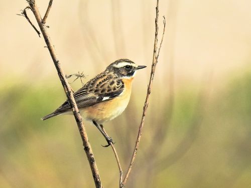 whinchat bird songbird