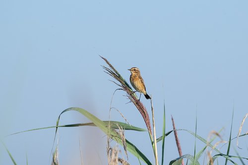 whinchat  bird  reed
