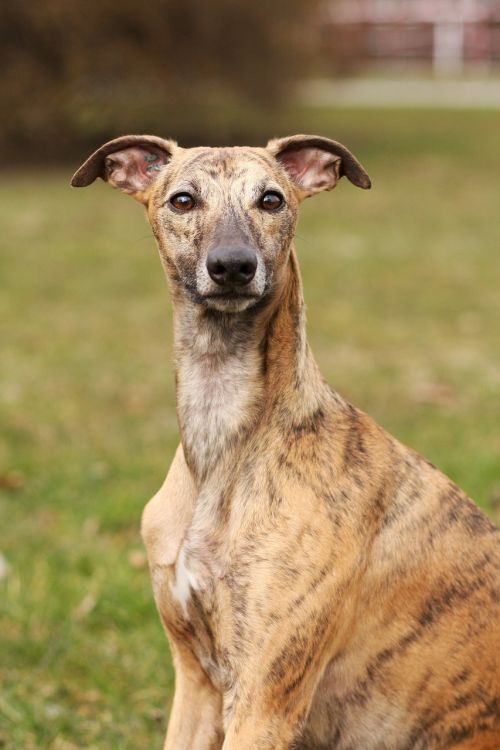 whippet dog canine