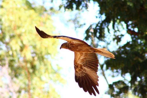 whistling kite bird of prey australia