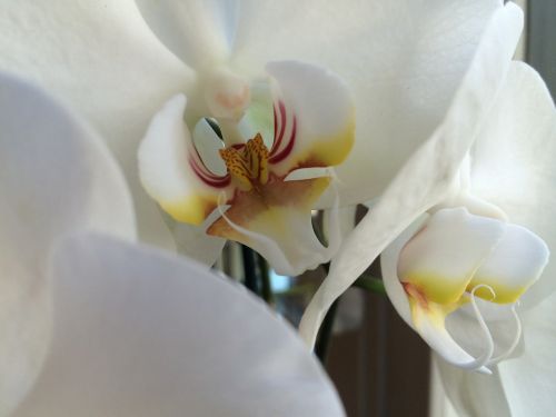 white orchid flower