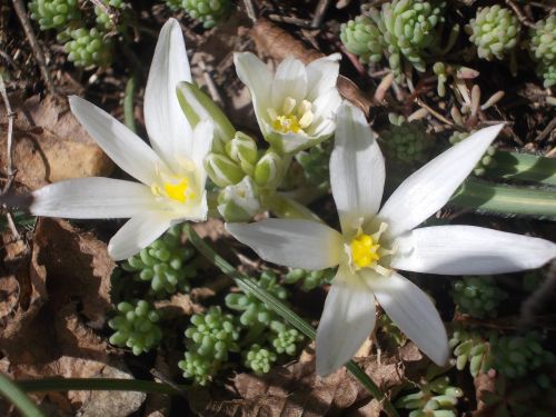 white flowers spring