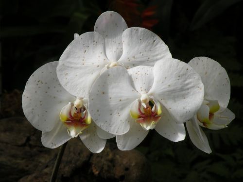 white flowers exotic