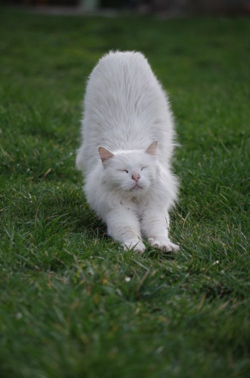 white cat animal