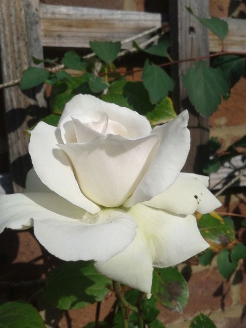 white rose garden