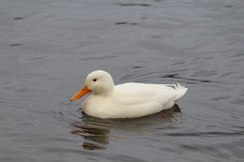 duck anas platyrhynchos white