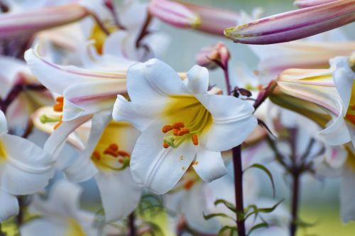 white pollen stamen