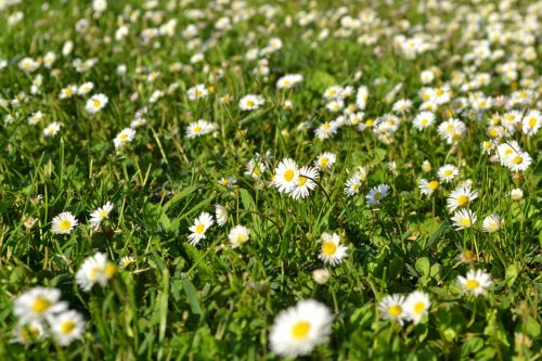 white flower romantic white