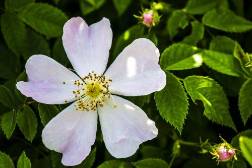 white flower nature