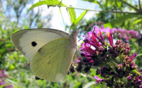 white butterfly lilac