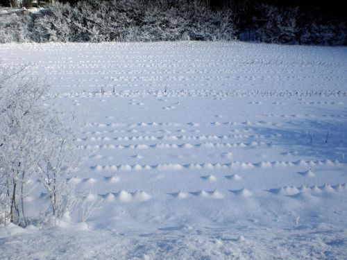 white winter field