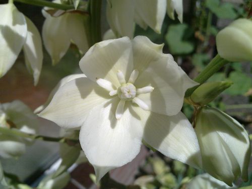 white flowers agave