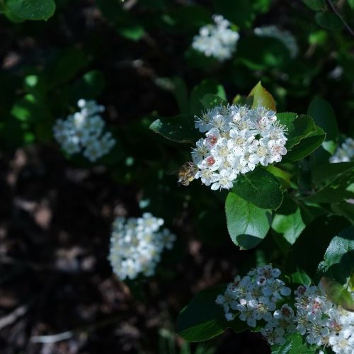 white flower aronia