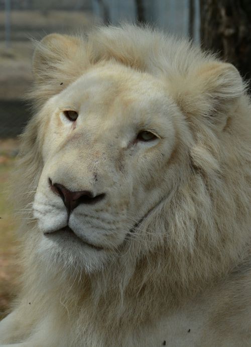 white lions face
