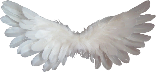 white angel wings