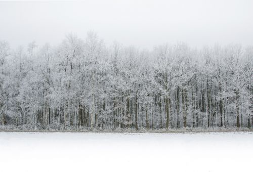 white snow forest