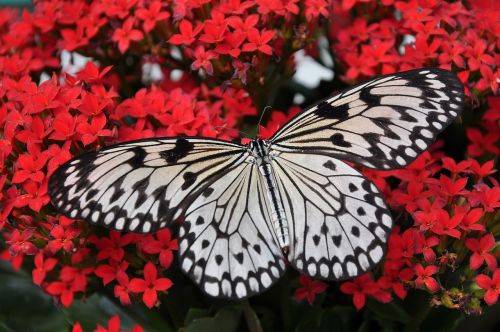 butterfly white black