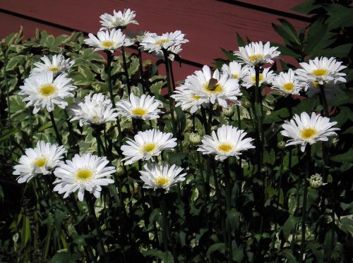 white daisy group
