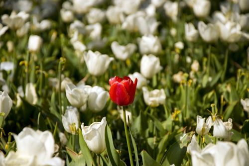 white tulips bahcesi