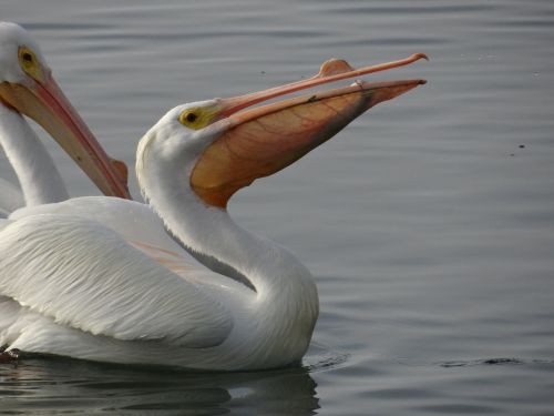white pelican eating