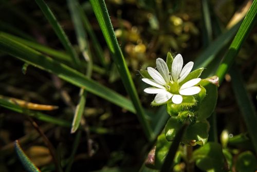 macro flower white