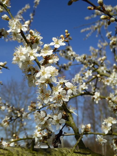 white flowers blossom