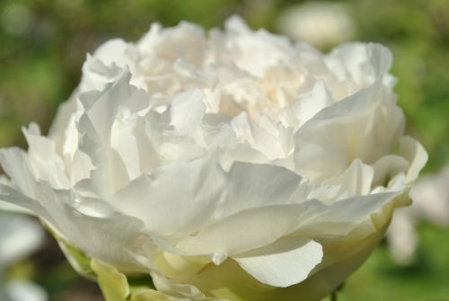 white peony spring