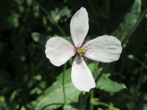 white flower white flower