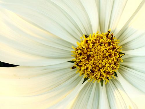 white yellow flower