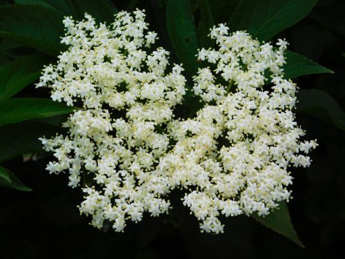 white flower white flower