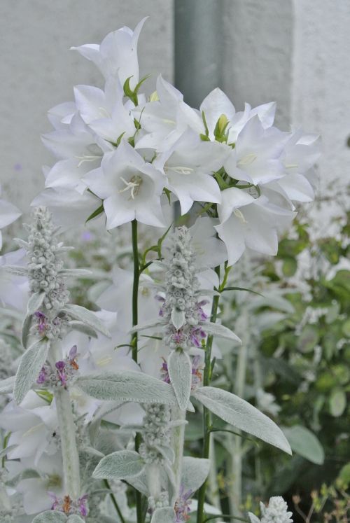 white flowers white splendour
