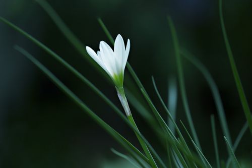 rain-lily atamasco lily white