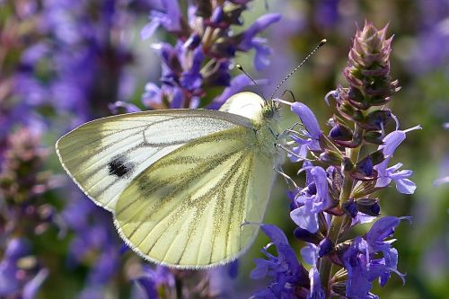 white pieris rapae butterfly