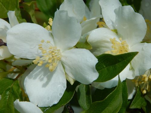 white blossom summer