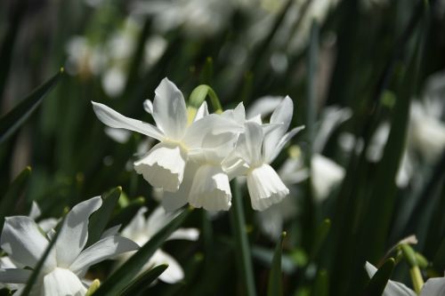 narcissus white flower