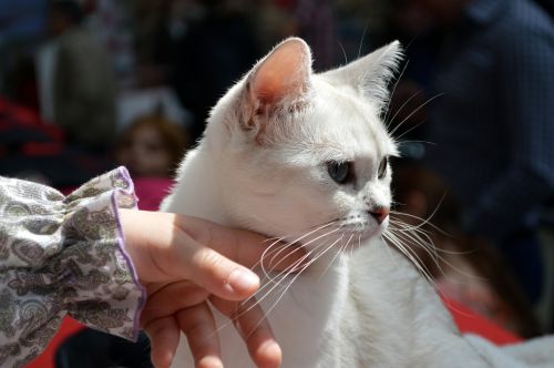 white cat fingers