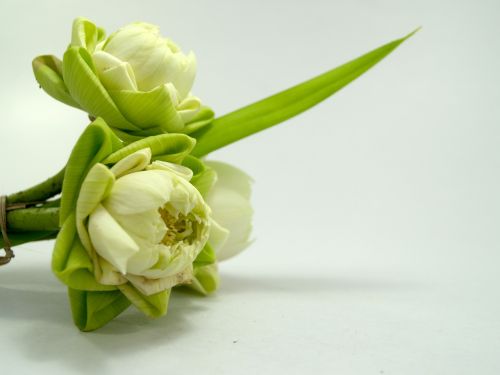 white flower lotus