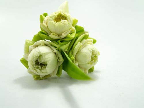 white flower lotus